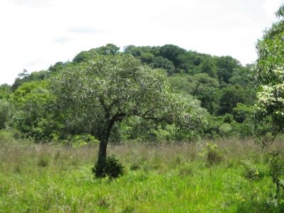 Grundstück in Paraguay